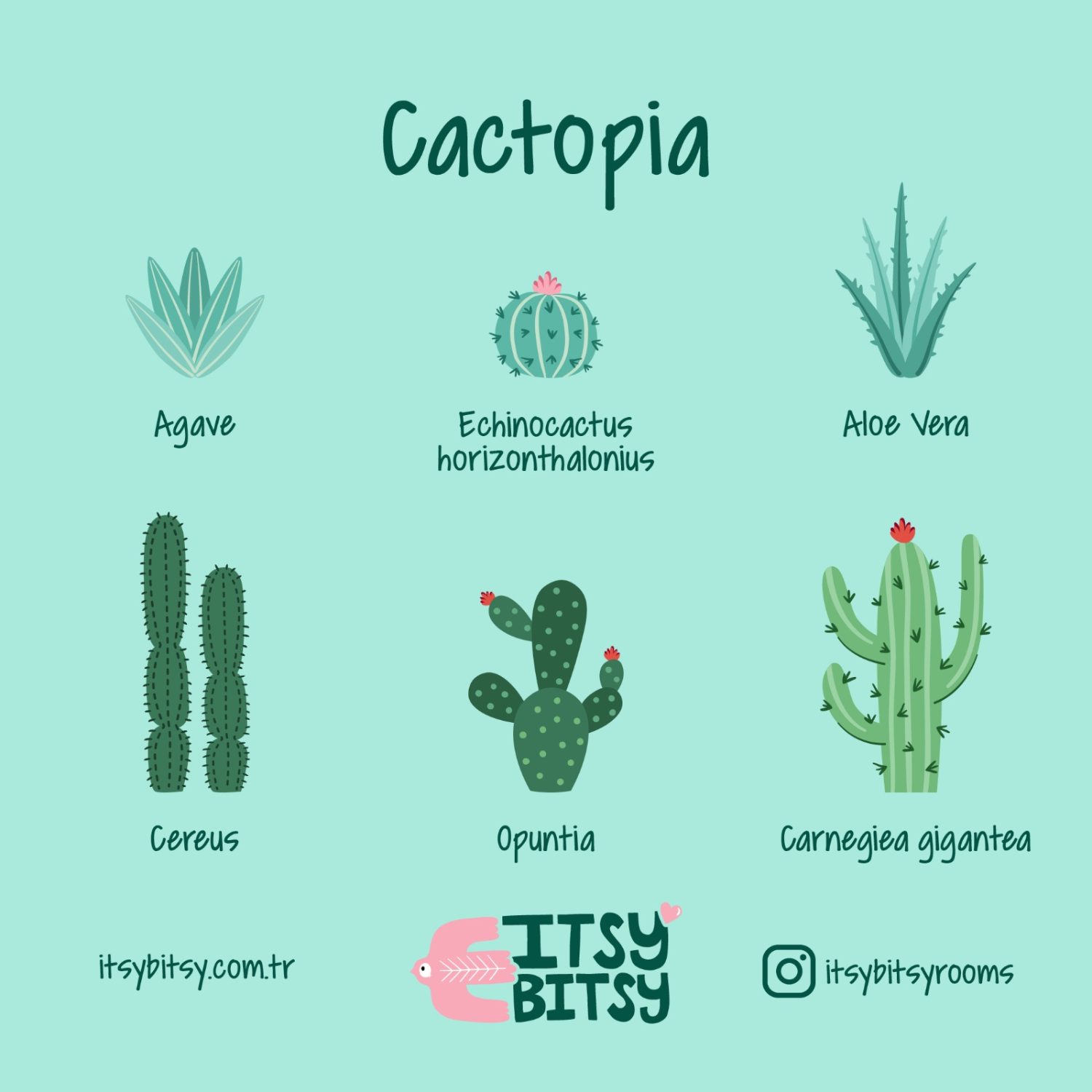 Cactopia Aplik, Pembe, 13.5x16cm